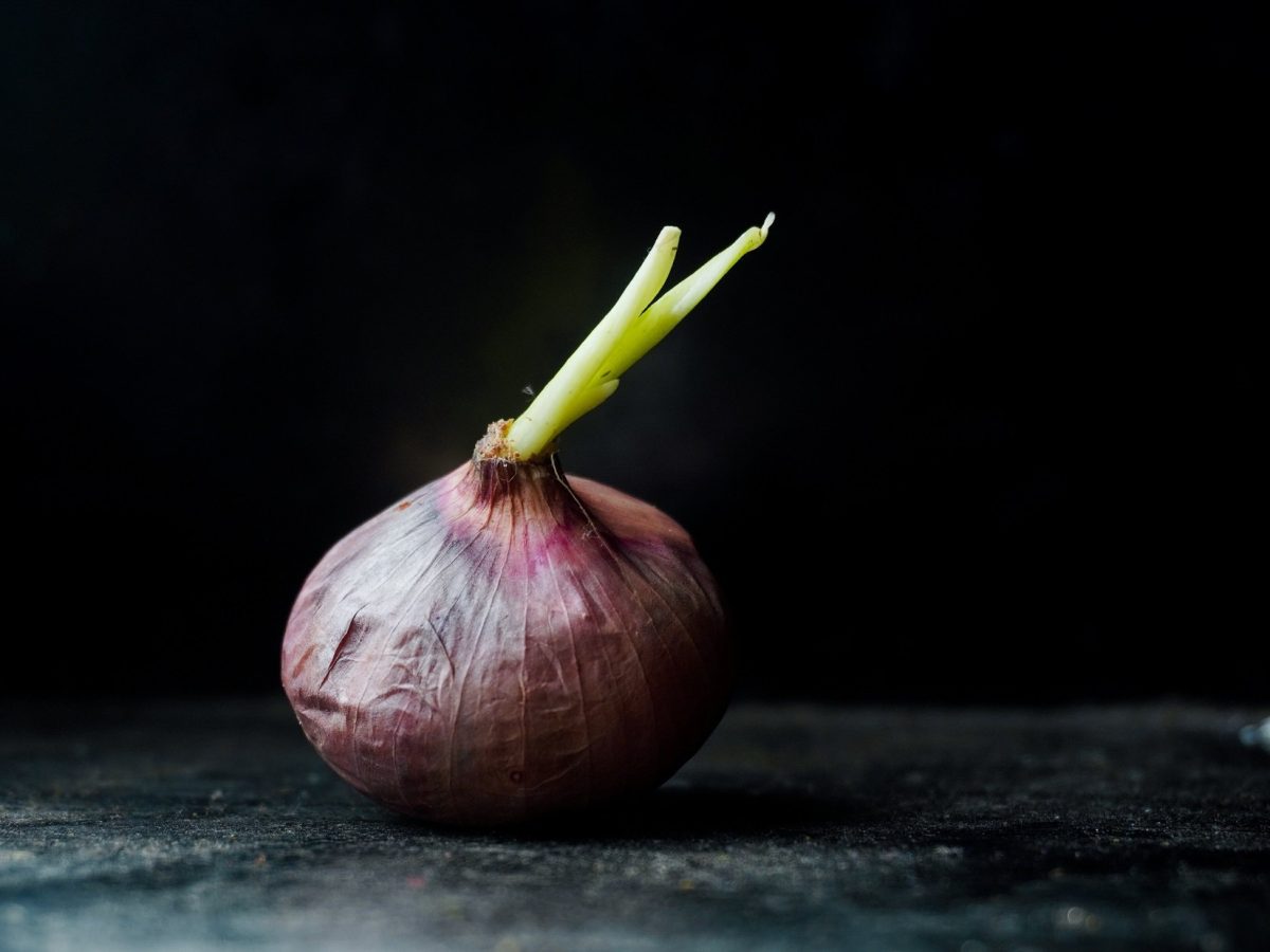 Keimende rote Zwiebel in dunkler Umgebung.