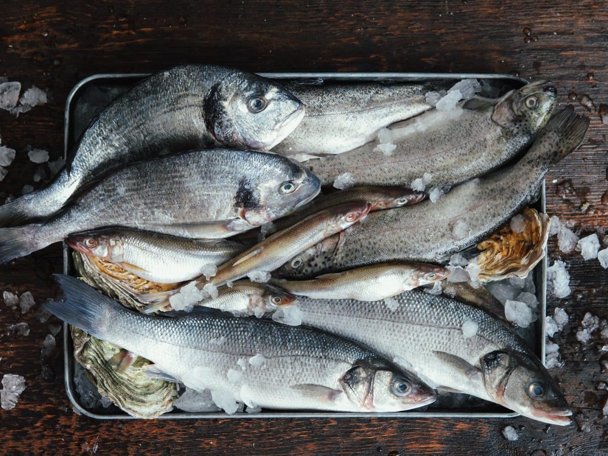 Draufsicht von oben: In einer Metallschale liegen sieben tote Fische.