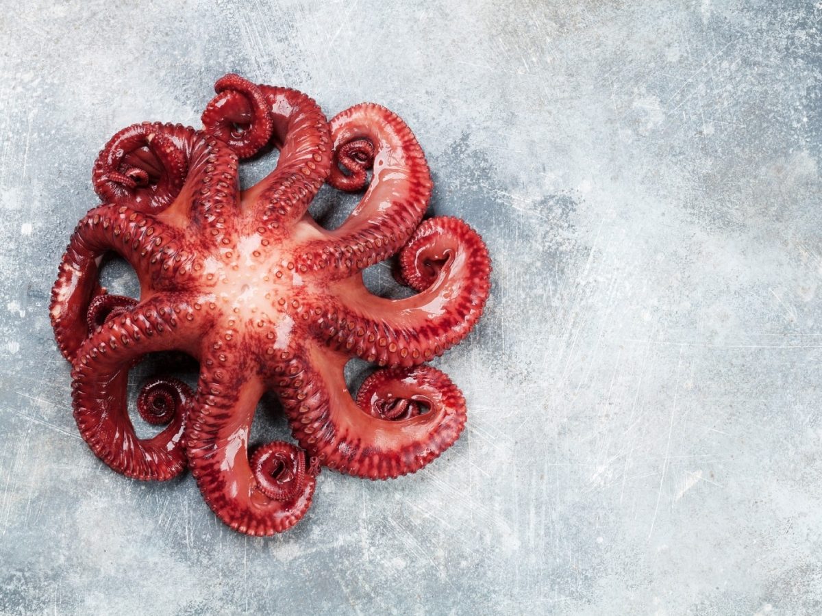 Was ist der Unterschied zwischen Sepia, Pulpo und Oktopus?