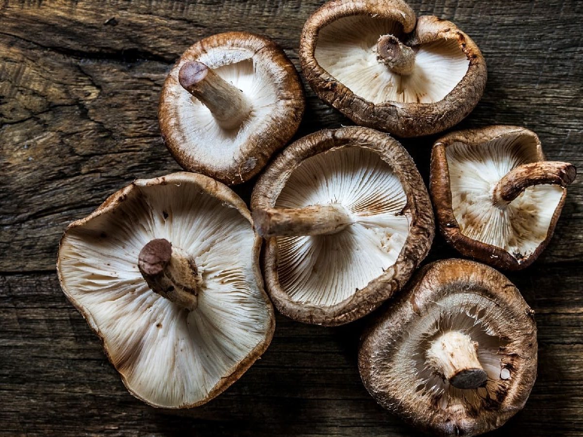 Shiitake-Pilz, die auf einem Holztisch liegen