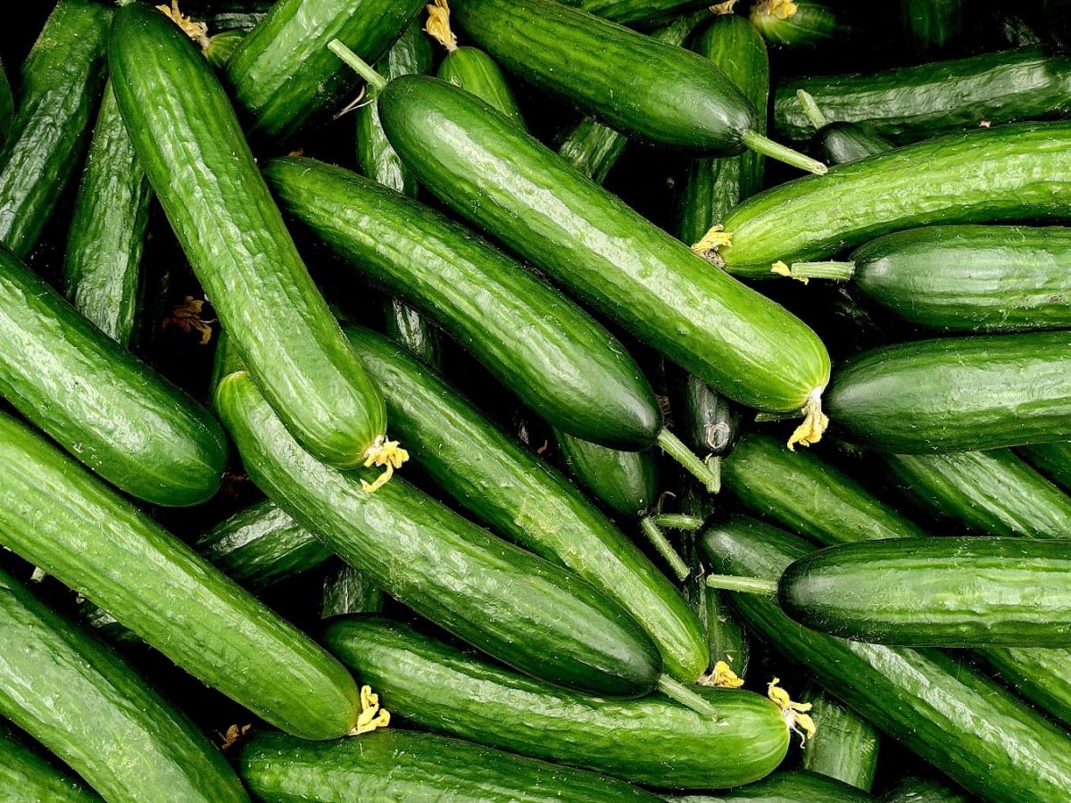 viele salatgurken liegen übereinander.