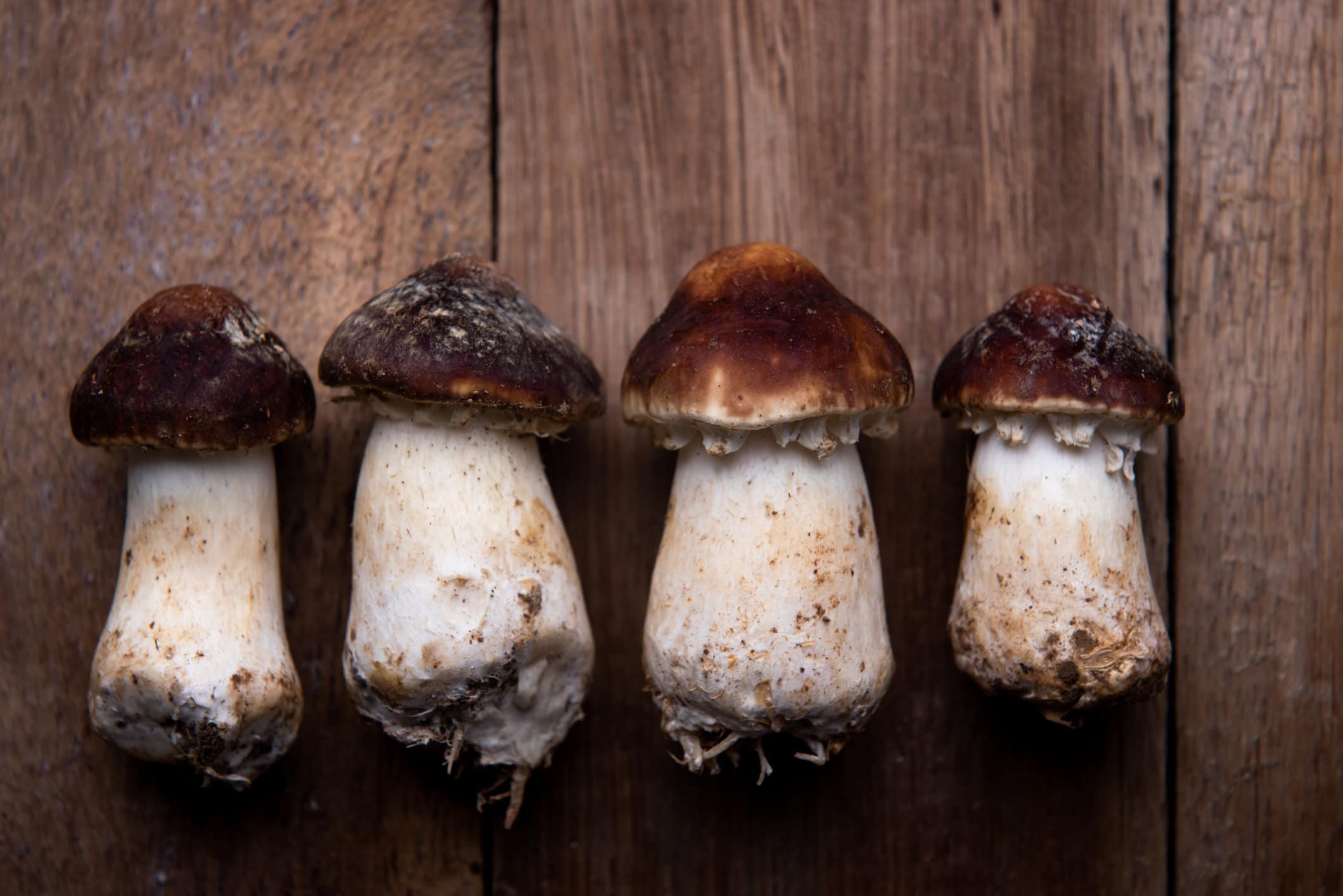 Vier Matsutake-Pilze auf hölzernem Untergrund.