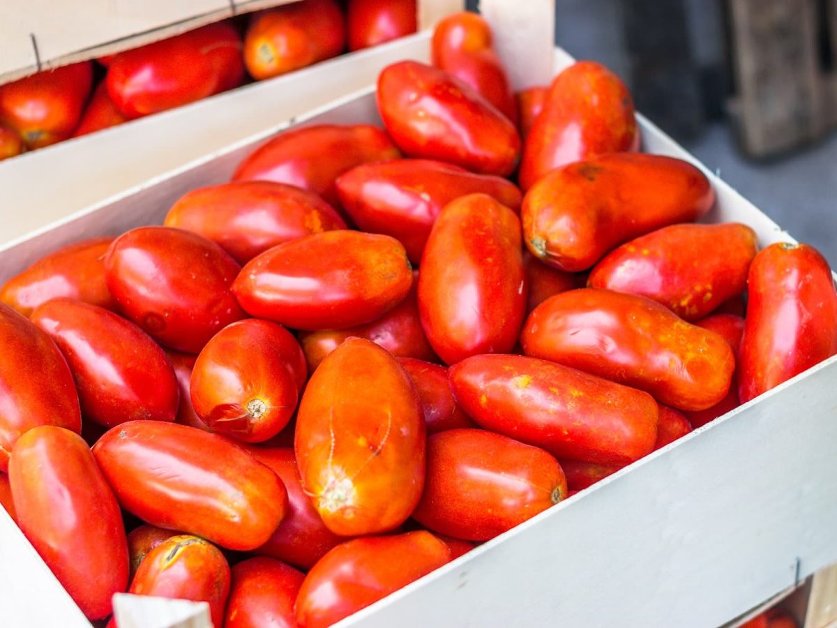 san-marzano-tomaten liegen in einer weißen holzkiste