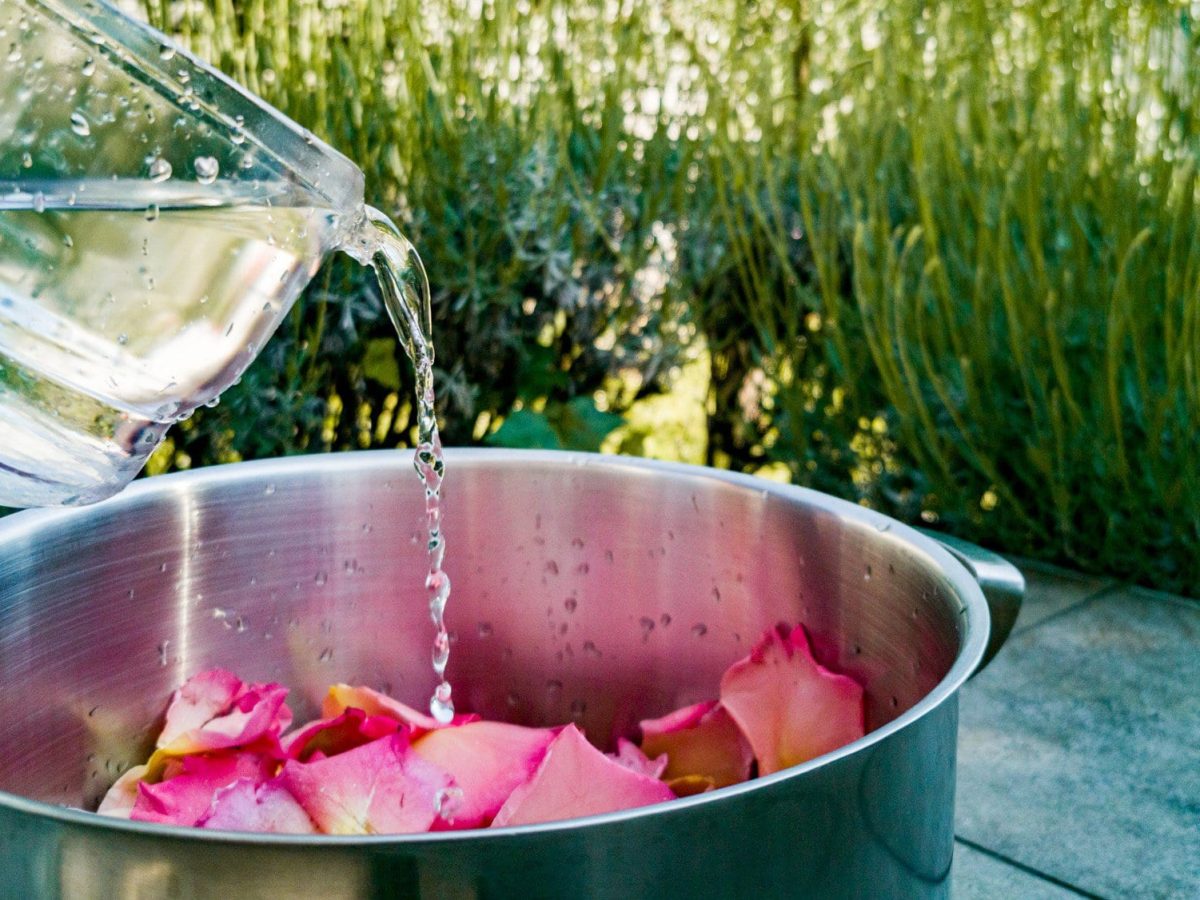 Selbst gemachter Rosensirup zur Walpurgisnacht Rosenblüten in Tops auf blauem Tisch vor wehendem Gras. In den Topf wird Wasser aus einer Karaffe gegossen. Außenaufnahme. Frontalansicht.