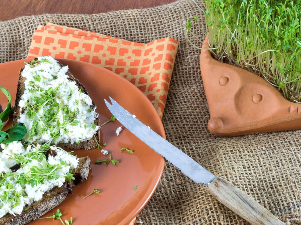 Draufsicht: zwei Scheiben Vollkornbrot mit Kresse-Frischkäse liegen auf einem Terracotta-Teller. Daneben liegt ein Kresse-Igel.