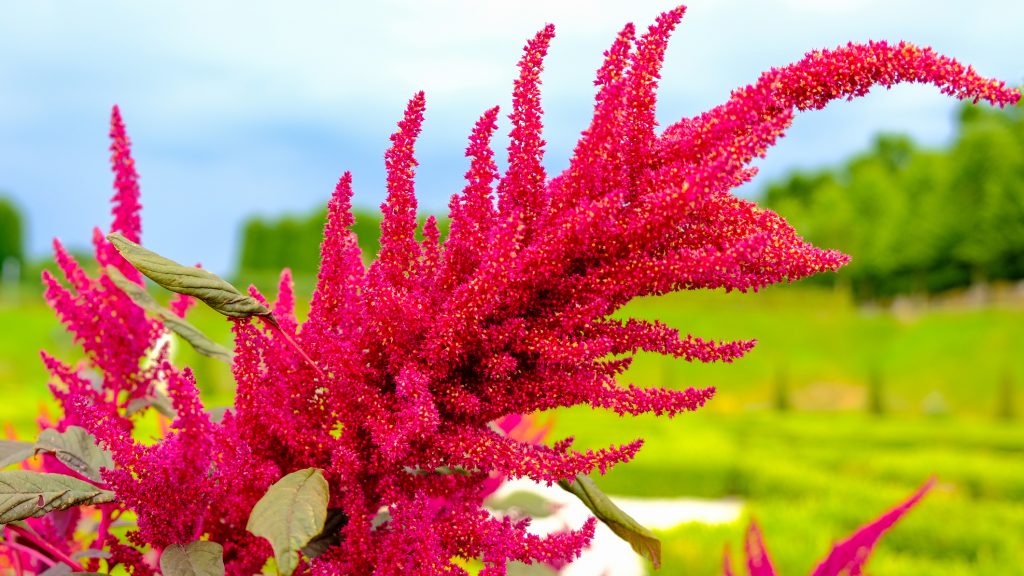Die Blüten des Pseudogetreide Amaranths, die rot blühen.