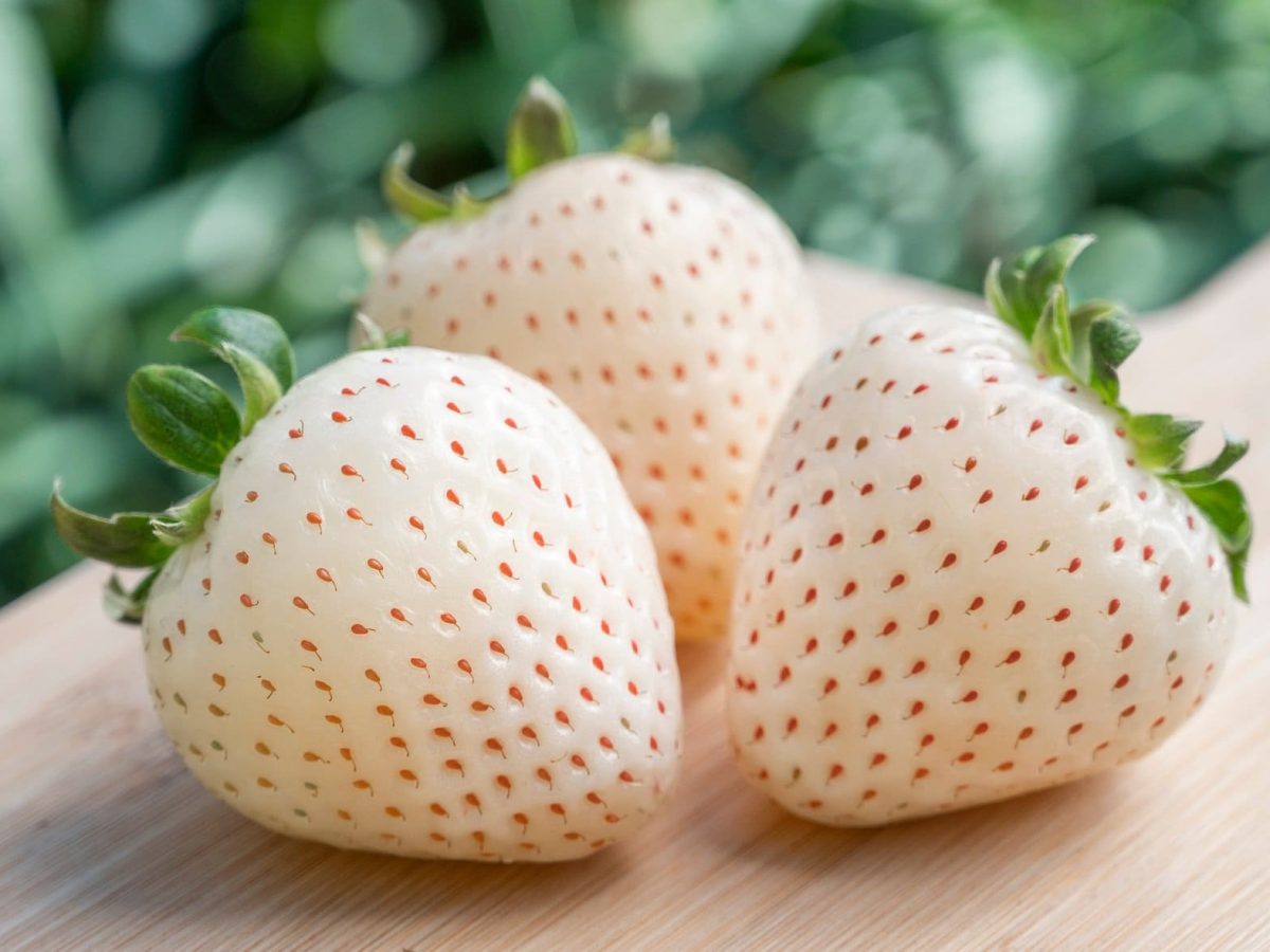 Frontalsicht: Zwei weiße Erdbeeren auf einem Holztisch. Im Hintergrund sind grüne Büsche.