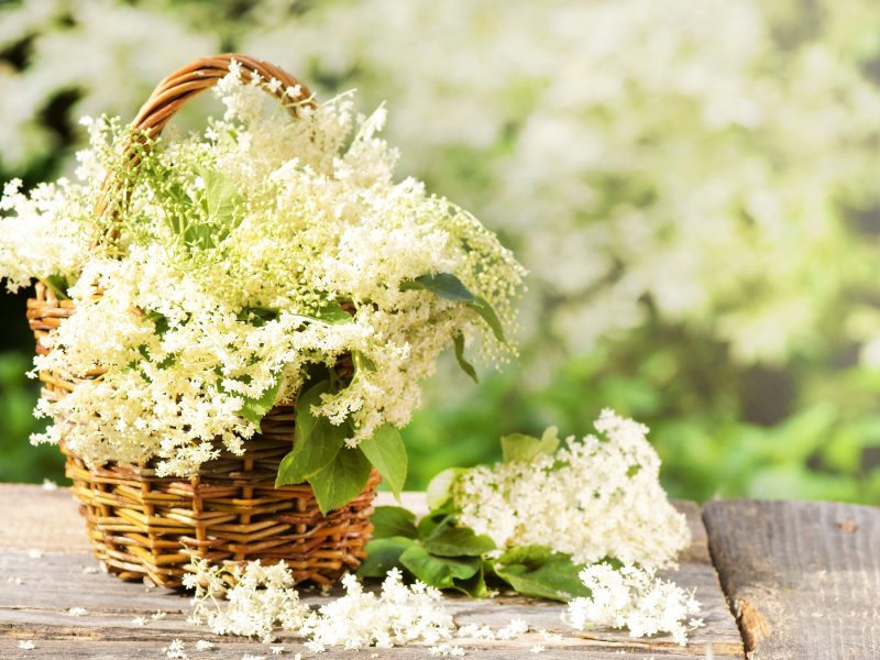 Üppige weiße Holunderblüten in einem Weidenkorb, der auf einem verwitterten Holztisch in einem grünen Garten steht.