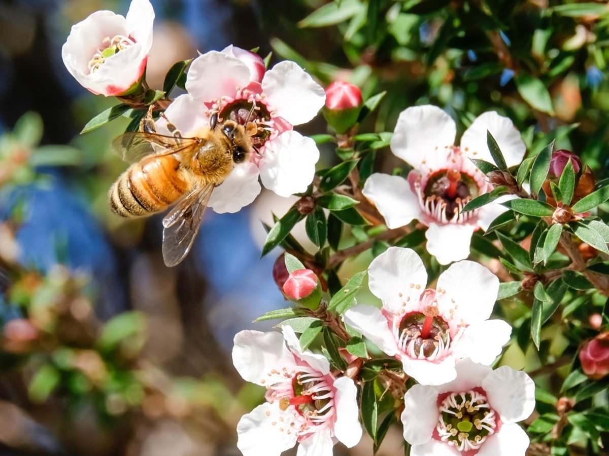 Frontal: Eine Biene an einem blühenden Manuka-Strauch. sie sammeln Pollen, aus denen Manuka-Honig hergestellt wird.